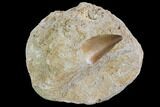 Mosasaur (Prognathodon) Tooth In Rock - Nice Tooth #96150-1